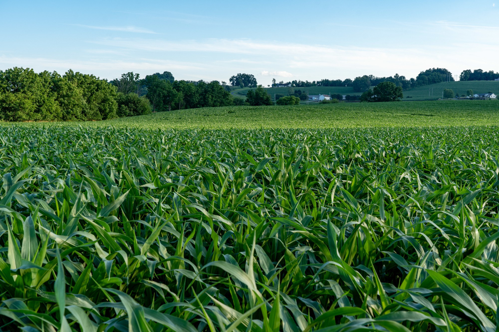corn Farm