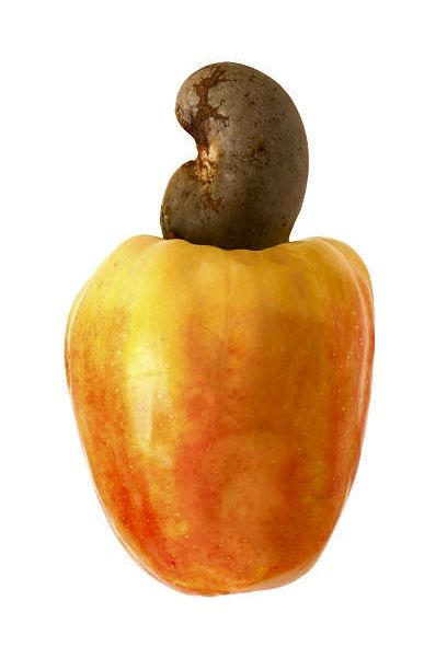 cashew