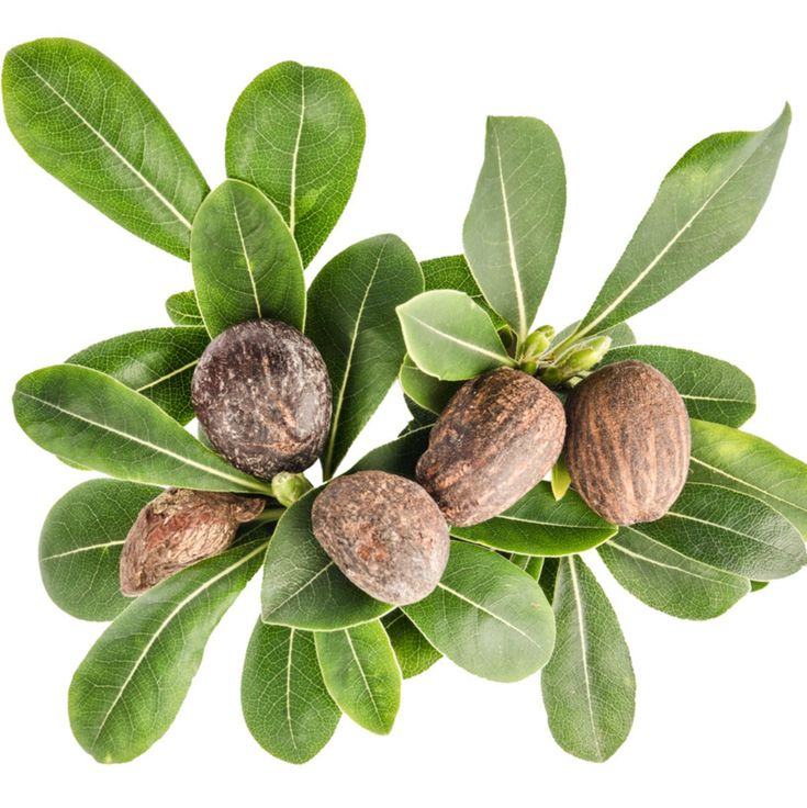 shea butter